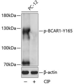 p130Cas/BCAR1, p Tyr165 Antibody - Azide and BSA Free, Novus Biologicals