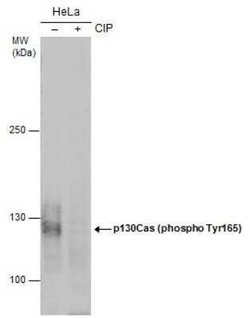 p130Cas/BCAR1, p Tyr165 Antibody, Novus Biologicals 100 μg; Unconjugated:Antibodies,