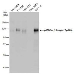 p130Cas/BCAR1, p Tyr165 Antibody, Novus Biologicals 100 μg; Unconjugated:Antibodies,