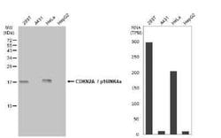 p16INK4a/CDKN2A Antibody (GT1249), Novus Biologicals 100 &mu;g | Buy Online | Novus Biologicals | Fisher Scientific