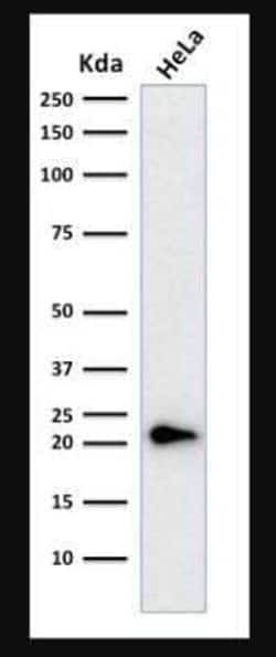 p21/CIP1/CDKN1A Antibody (CIP1/823 + DCS-60.2), Novus Biologicals 0.02mg;
