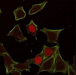 p21/CIP1/CDKN1A Antibody (CIP1/823), Novus Biologicals:Antibodies:Primary
