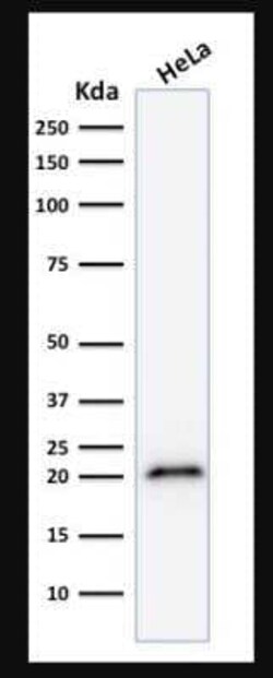 p21/CIP1/CDKN1A Antibody (CIP1/823), Novus Biologicals:Antibodies:Primary