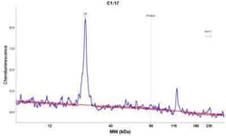 p21/CIP1/CDKN1A Antibody (DCS-60.2), Novus Biologicals:Antibodies:Primary