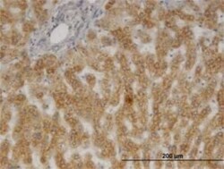 p23/PTGES3 Antibody (3H1-2A8), Novus Biologicals 0.1 mg | Buy Online | Novus Biologicals | Fisher Scientific