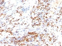 p27/Kip1 Antibody (DCS-72.F6 + KIP1/769), Novus Biologicals 0.02mg; Unlabeled:Antibodies,