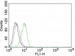 p27/Kip1 Antibody (DCS-72.F6), Novus Biologicals:Antibodies:Primary Antibodies