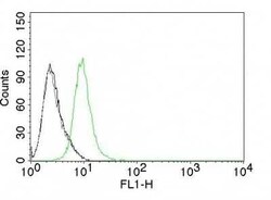 p27/Kip1 Antibody (KIP1/769), Novus Biologicals:Antibodies:Primary Antibodies