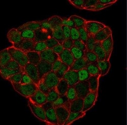p27/Kip1 Antibody (KIP1/769), Novus Biologicals:Antibodies:Primary Antibodies