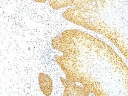 p27/Kip1 Antibody (KIP1/769), Novus Biologicals:Antibodies:Primary Antibodies