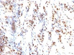 p27/Kip1 Antibody (KIP1/769), Novus Biologicals:Antibodies:Primary Antibodies