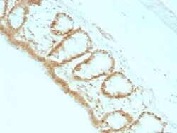 p27/Kip1 Antibody (KIP1/769), Novus Biologicals:Antibodies:Primary Antibodies
