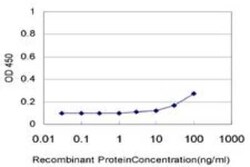 p38 beta/MAPK11 Antibody (1F9), Novus Biologicals 0.1 mg, Unconjugated:Antibodies,