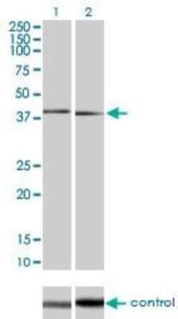 p38 beta/MAPK11 Antibody (1F9), Novus Biologicals 0.1 mg, Unconjugated:Antibodies,