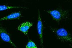 p38 beta/MAPK11 Antibody, Novus Biologicals:Antibodies:Primary Antibodies