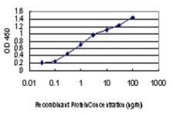 p38 delta/SAPK4 Antibody (2B2), Novus Biologicals 0.1 mg | Buy Online | Novus Biologicals | Fisher Scientific