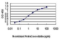 p38 delta/SAPK4 Antibody (2D8), Novus Biologicals 0.1 mg, Unconjugated:Antibodies,