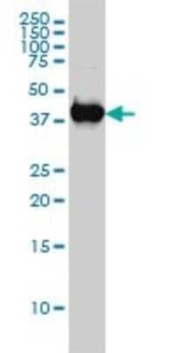 p38 delta/SAPK4 Antibody (2D8), Novus Biologicals 0.1 mg, Unconjugated:Antibodies,