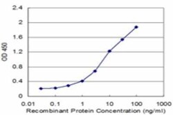 p40 Antibody (4C9), Novus Biologicals 0.1 mg | Buy Online | Novus Biologicals | Fisher Scientific