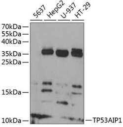 p53 AIP1 Antibody - BSA Free, Novus Biologicals:Anticorps:Anticorps primaires