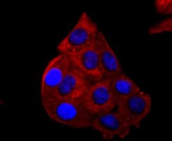 p53 Rabbit anti-Human, Clone: SY010-6, Novus Biologicals 100&mu;L:Antibodies,