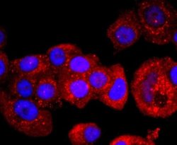 p53 Rabbit anti-Human, Clone: SY010-6, Novus Biologicals 100&mu;L:Antibodies,