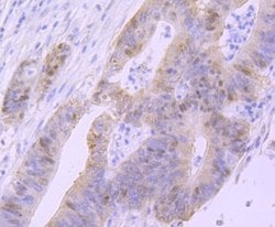 p53 Rabbit anti-Human, Clone: SY010-6, Novus Biologicals 100&mu;L:Antibodies,