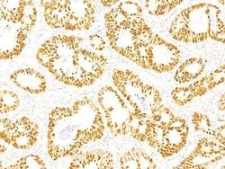 Novus Biologicals p53 Antibody (DO-7) - Azide and BSA Free, Novus Biologicals