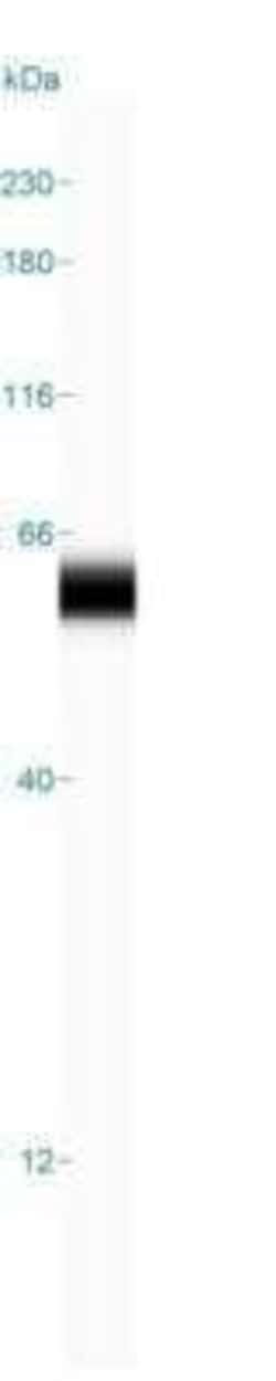 Novus Biologicals p53 Antibody (DO-7) - Azide and BSA Free, Novus Biologicals