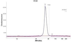 Novus Biologicals p53 Antibody (DO-7) - Azide and BSA Free, Novus Biologicals