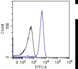 p53 Antibody (PAb421) - Chimeric - Azide and BSA Free, Novus Biologicals