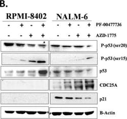 p53 Antibody (Pab DO-1) - BSA Free, Novus Biologicals:Antibodies:Primary
