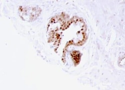 p57 Kip2 Antibody (57P06), Novus Biologicals 0.1mg; Unlabeled:Antibodies,