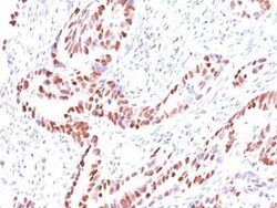 p57 Kip2 Antibody (KIP2/880), Novus Biologicals:Antibodies:Primary Antibodies