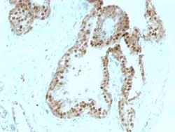 p57 Kip2 Antibody (KIP2/880), Novus Biologicals:Antibodies:Primary Antibodies