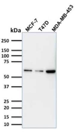 p63/TP73L Antibody (TP63/1786), Novus Biologicals 20 &mu;g; Unconjugated:Antibodies,