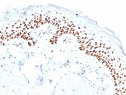 p63/TP73L Antibody (ZR8), Novus Biologicals:Antibodies:Primary Antibodies