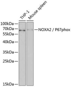 p67phox/NOXA2 Antibody - BSA Free, Novus Biologicals 0.1 mL; Unconjugated:Antibodies,