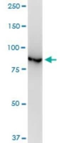 p97/VCP Antibody (4A8), Novus Biologicals 0.1 mg | Buy Online | Novus Biologicals | Fisher Scientific