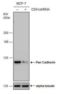 pan Cadherin Antibody (GT2610), Novus Biologicals 100 &mu;g | Buy Online | Novus Biologicals | Fisher Scientific