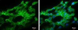 pan Cadherin Antibody, Novus Biologicals 100 &mu;g | Buy Online | Bio-Techne | Fisher Scientific