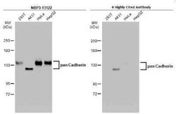 pan Cadherin Antibody, Novus Biologicals 100 &mu;g | Buy Online | Bio-Techne | Fisher Scientific
