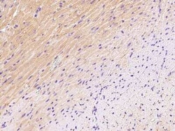 sFRP-1 Antibody, Novus Biologicals:Antibodies:Primary Antibodies