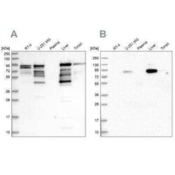 shootin-1 Antibody, Novus Biologicals 25 &mu;L; Unconjugated:Antibodies,