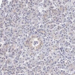 taxilin gamma Antibody, Novus Biologicals:Antibodies:Primary Antibodies