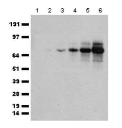 tdTomato Antibody, Novus Biologicals 100 &mu;g, Unconjugated:Antibodies
