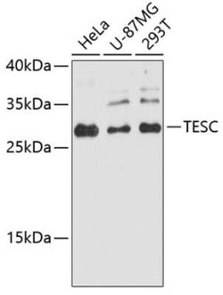 tescalcin Antibody - Azide and BSA Free, Novus Biologicals:Antibodies:Primary