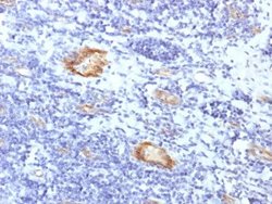 Von Willebrand Factor Antibody (VWF/1859R) - Azide and BSA Free, Novus