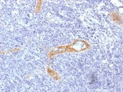 Von Willebrand Factor Antibody (rVWF/1465) - Azide and BSA Free, Novus