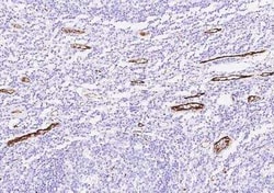 vWF-A2 Antibody, Novus Biologicals 100 &mu;g; Unconjugated:Antibodies,